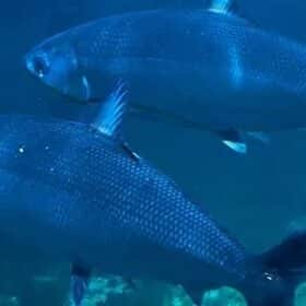 Mercure et autres métaux lourds dans notre alimentation, comment se protéger ?