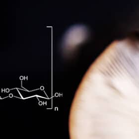 Lentinane : Origine, Description & Bienfaits