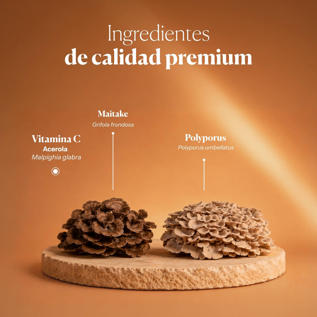 Composición e ingredientes de Hifas-Detox | Hifas da Terra