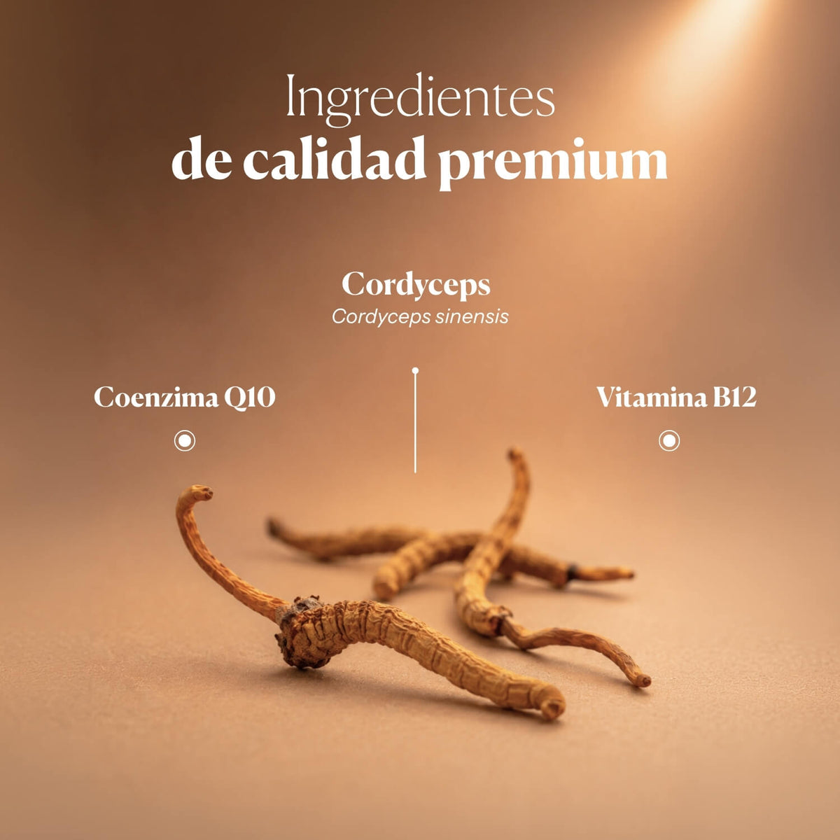 Composition et ingrédients de Hifas-Vitality | Hifas da Terra