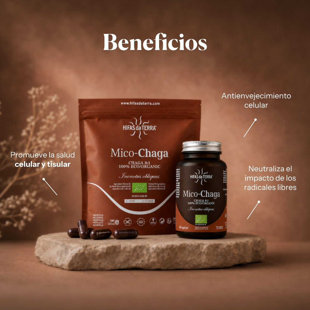 Benefici di Mico-Chaga: estratto puro biologico di Chaga (Inonotus obliquus) | Hifas da Terra