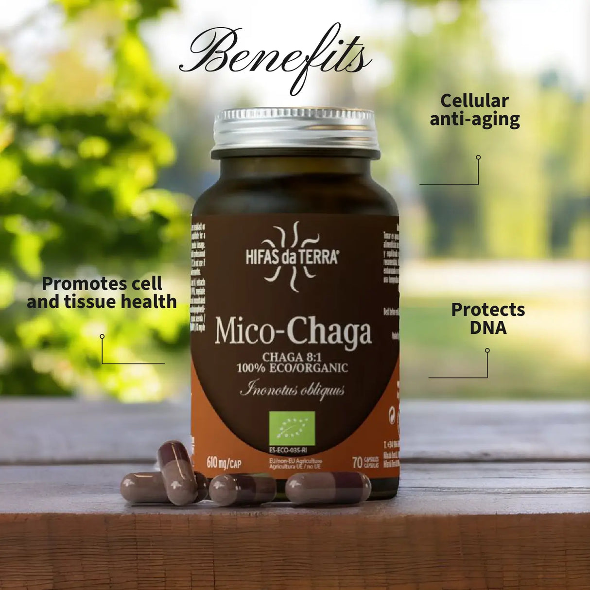 Mico-Chaga Reine Bio-Chaga-Kapseln
