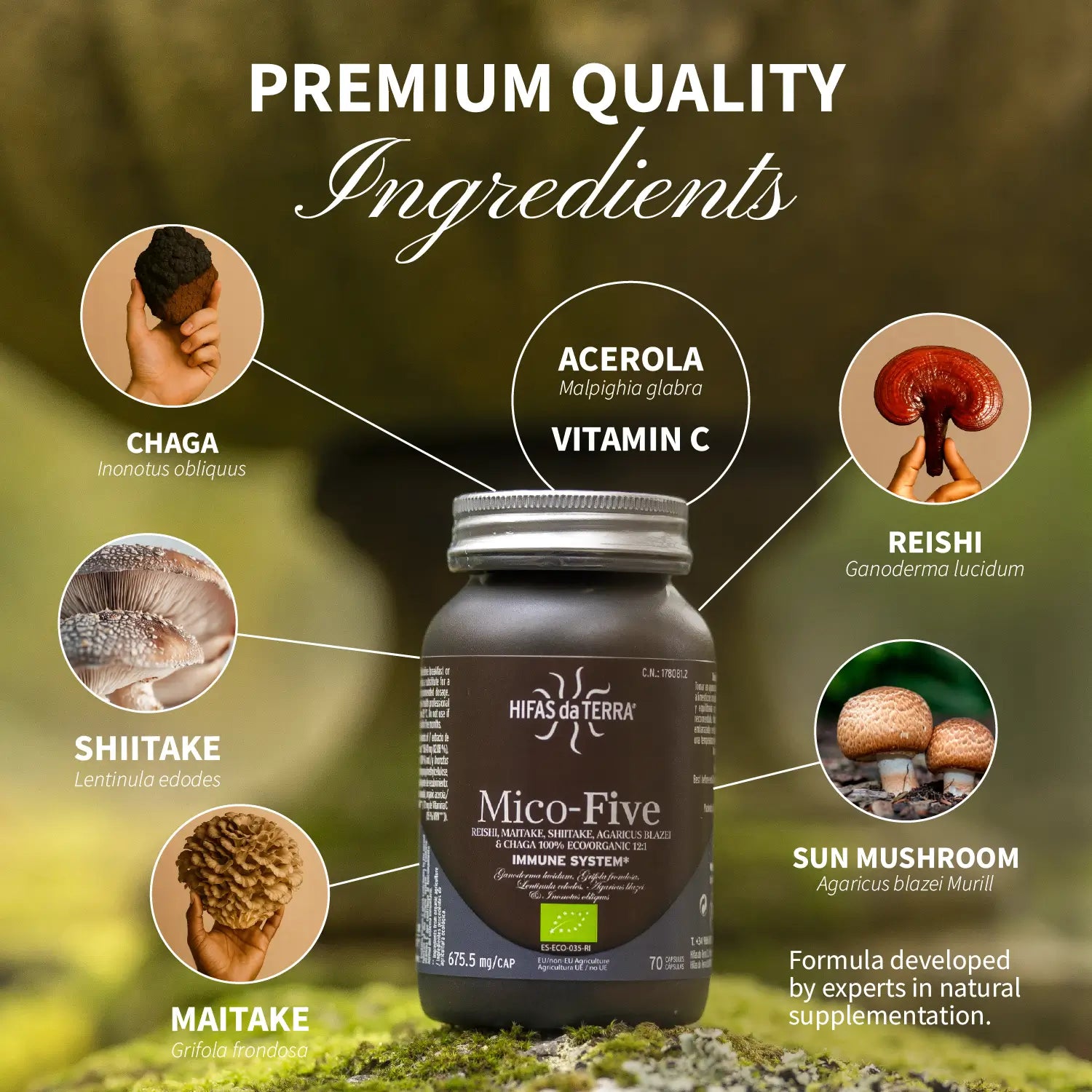 Mico-Five - Pilzkomplex aus Reishi, Shiitake, Maitake, Mandelpilz und Chaga