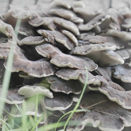 Maitake Mushroom