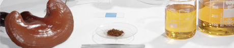 Understanding Extraction Ratios in Mycotherapy