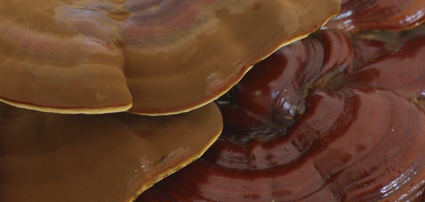 Descubre el Poder de las Setas con el Reishi Antiox de Hifas da Terra