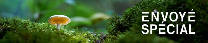 El programa de TV ‘Envoyé Spécial’ destaca los beneficios de los hongos de Hifas