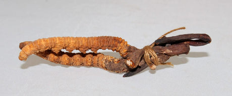 10 apuntes imprescindibles sobre las propiedades de Cordyceps sinensis