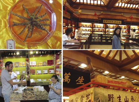 Cordyceps-Hifas-da-Terra-Catalina