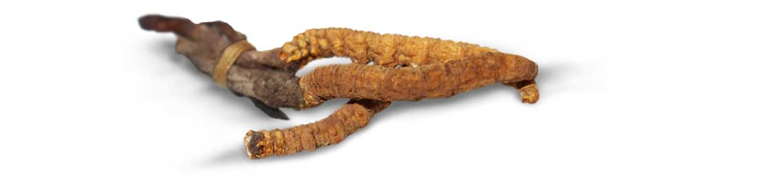 Añade el superfood CordycepsVital a tus smoothies, ¡y siente la energía!