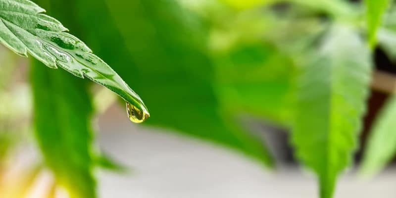 CBD oil