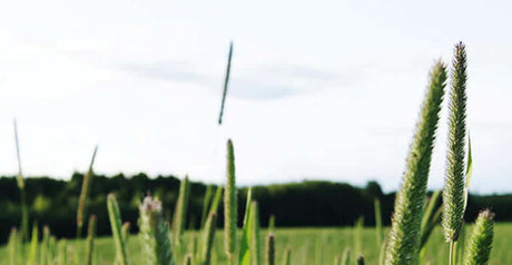 Forget about grass allergies and their annoying symptoms