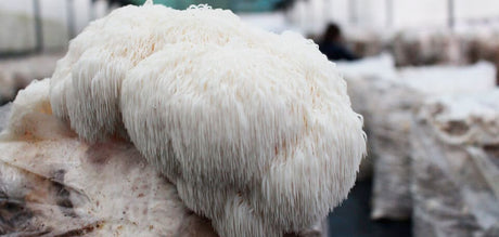 Research proves that mushrooms could prevent cognitive impairment 