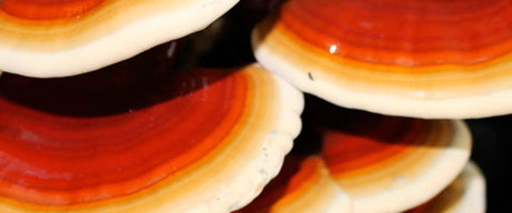 Reishi terpenes: bioactive antioxidant, anti-inflammatory and anti-tumour compounds