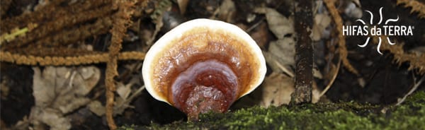 Reishi, la seta que «maravilla» a Sergio Dalma y Susana Griso