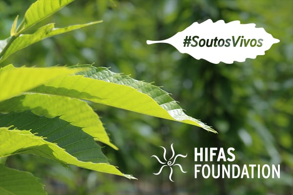 'Soutos Vivos' para luchar contra los incendios