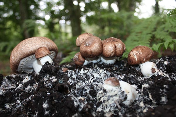 Las propiedades del hongo Agaricus blazei en la revista DSalud