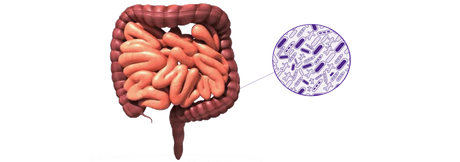 Healthy intestinal microbiota: how to take care of your gut-brain axis