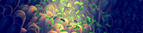 header blog immunity hifas da terra uk