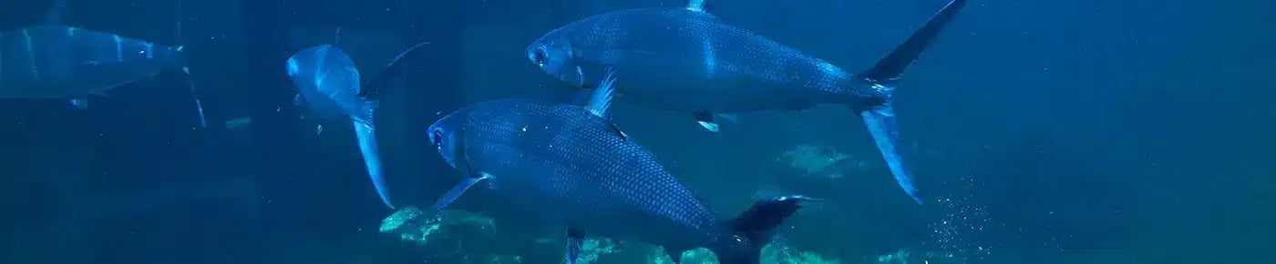 Fische im Meer