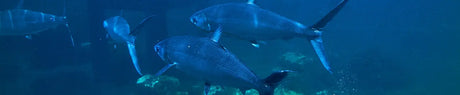 header mercurio pescados