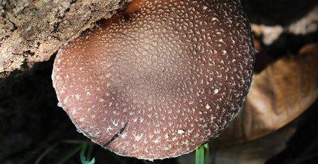 Lentinan, the most studied beta-glucan from Shiitake
