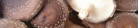 Liebe Pilze Symbiose