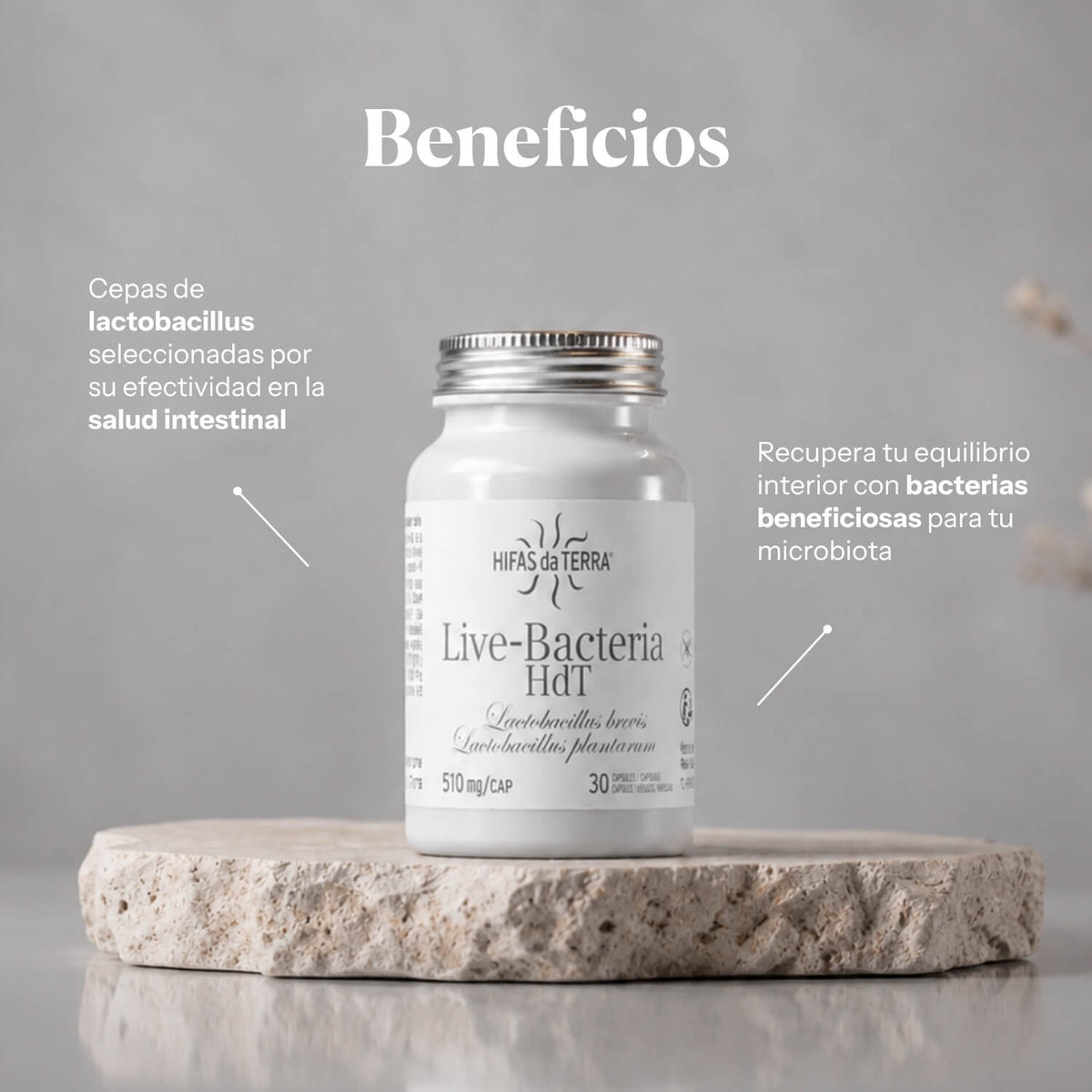 Beneficios de Probióticos en cápsulas: Lactobacillus brevis y L. plantarum para la flora intestinal | Hifas da Terra