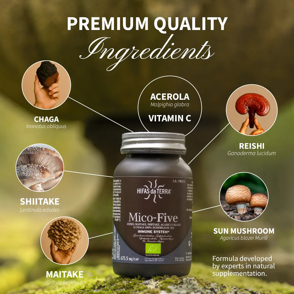 Mico-Five - Pilzkomplex aus Reishi, Shiitake, Maitake, Mandelpilz und Chaga