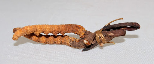 Cordyceps Natur
